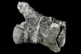 Bargain, Diplodocus Caudal Vertebra - Colorado #117957-1